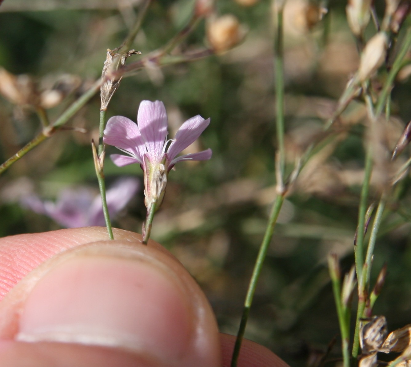 Petrorhagia saxifraga dal Moncenisio